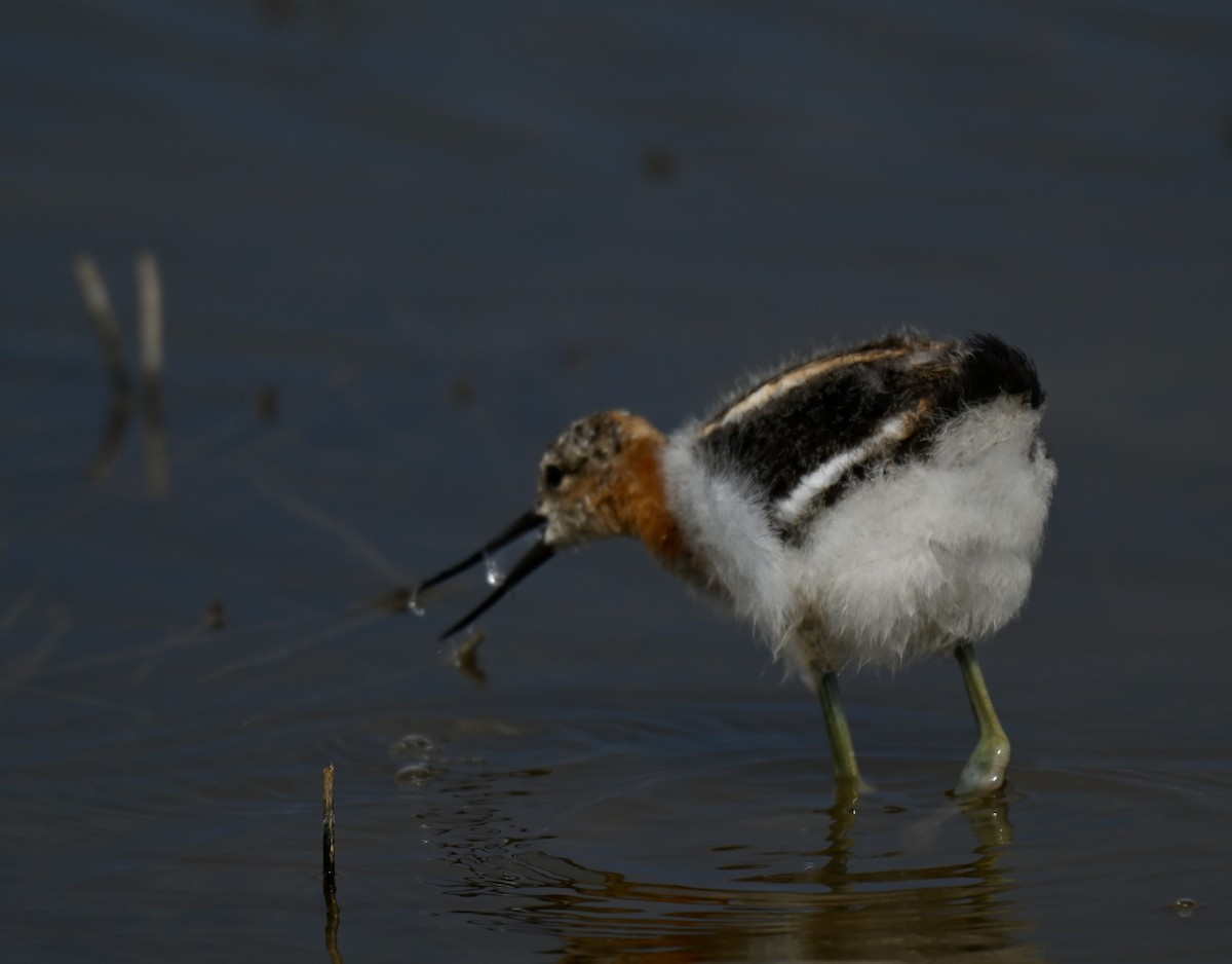 Avocette d'Amérique - ML638125864