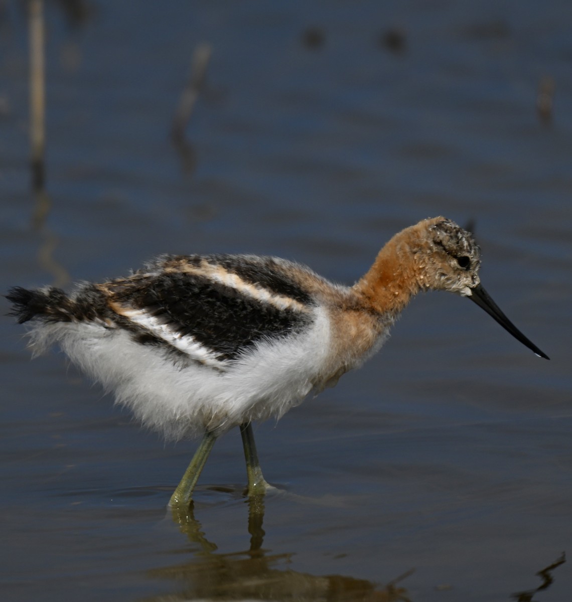 Avocette d'Amérique - ML638125865