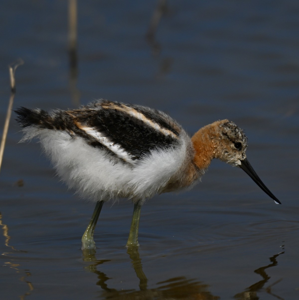 Avocette d'Amérique - ML638125866