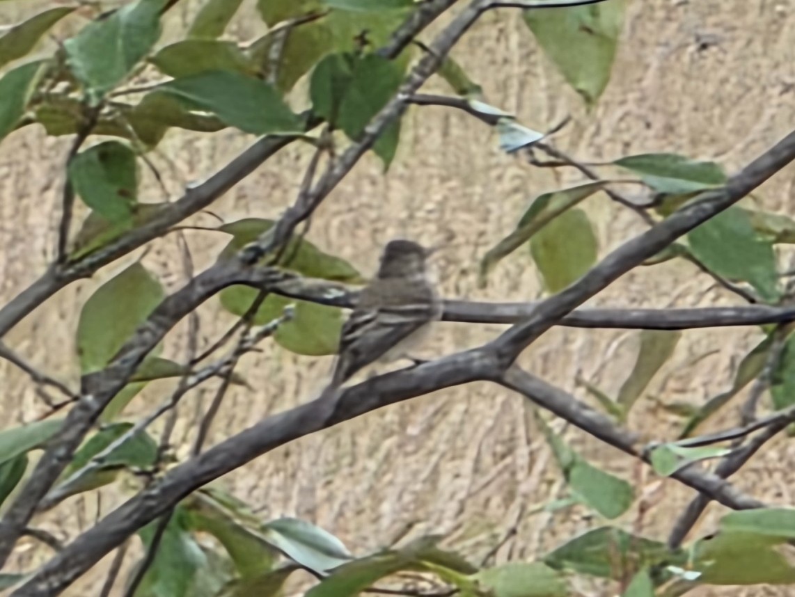 Willow Flycatcher - ML638125881