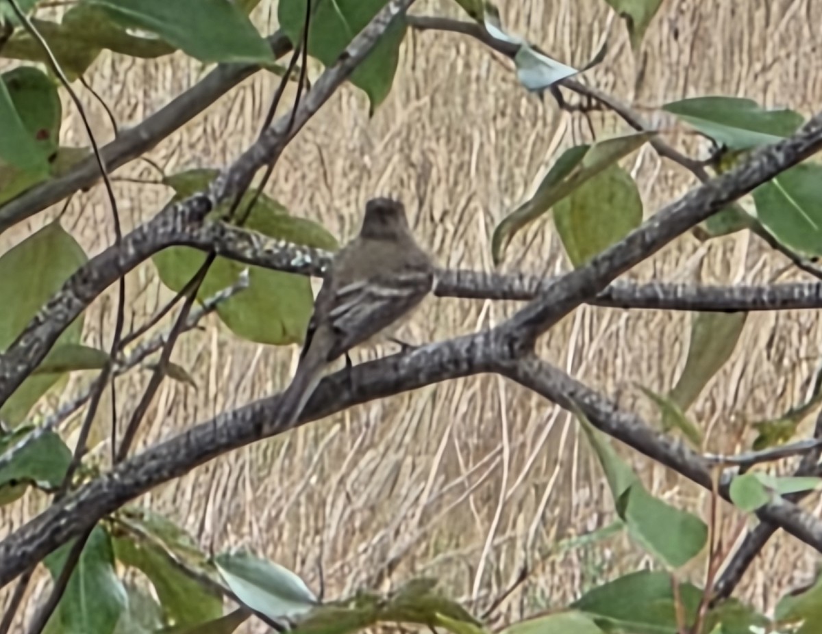 Willow Flycatcher - ML638125882