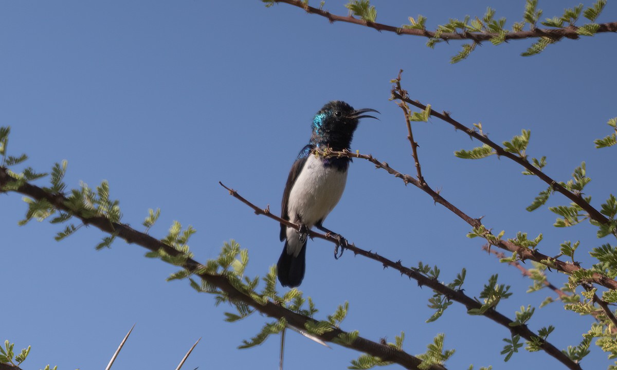 Variable Sunbird - ML638125883