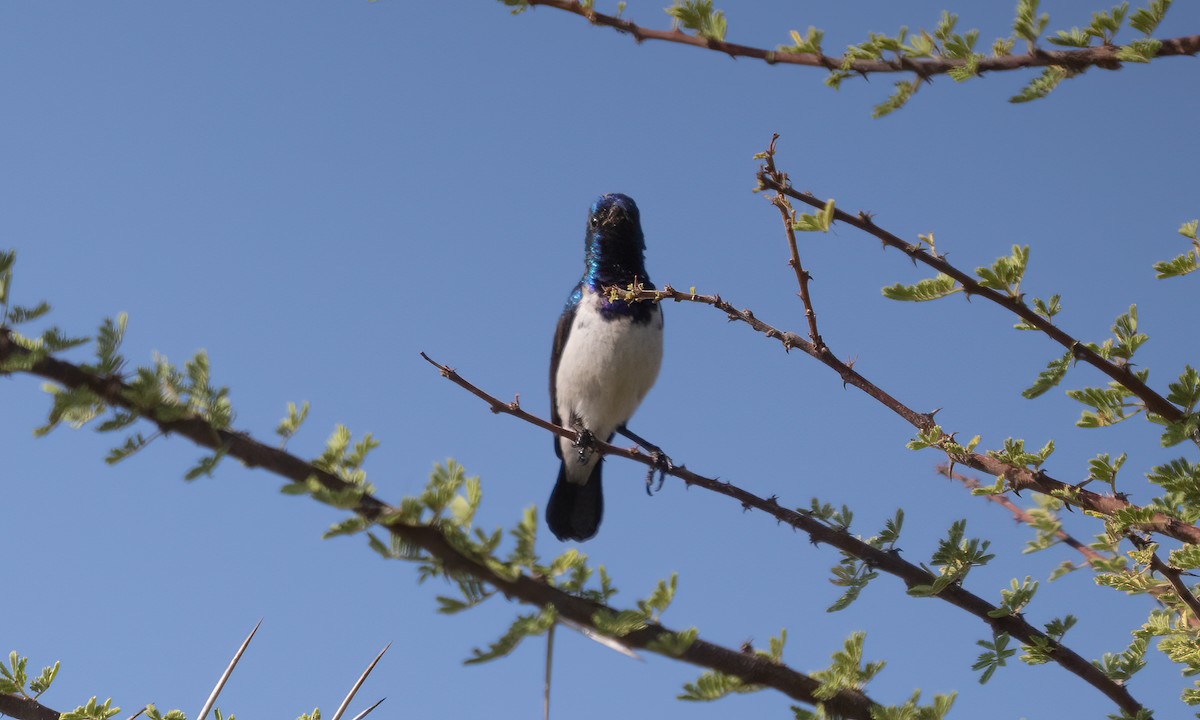 Variable Sunbird - ML638125884