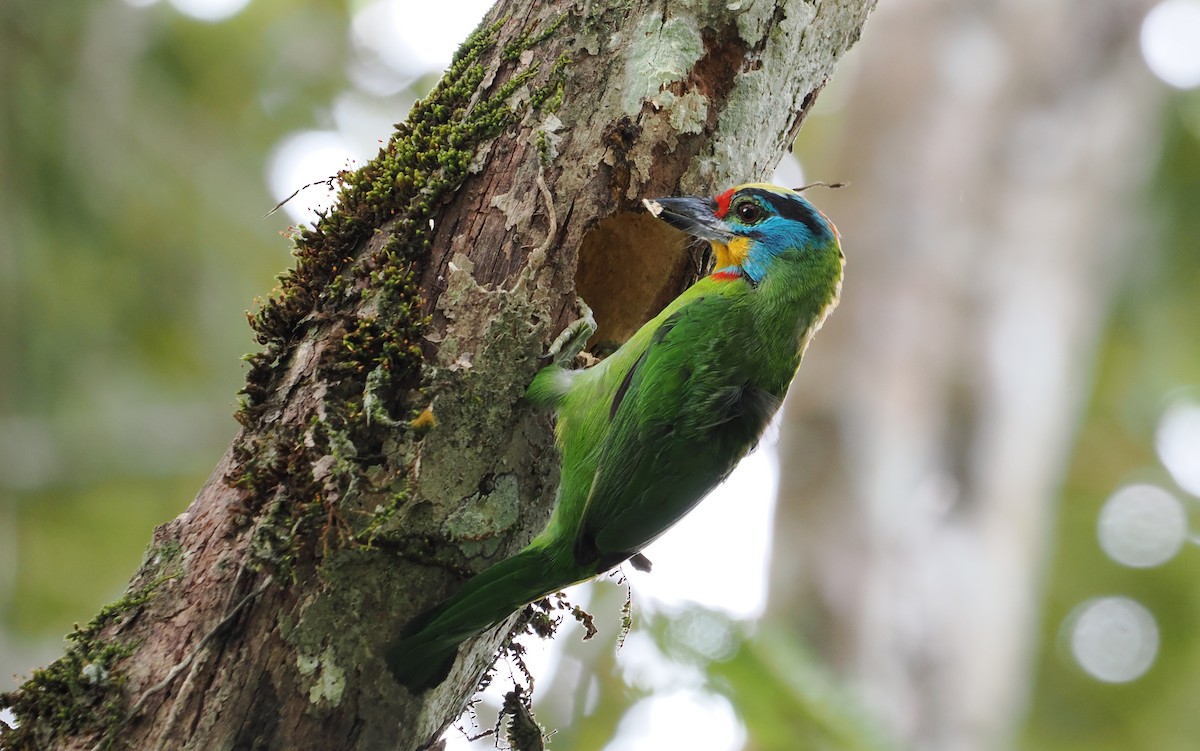 Black-browed Barbet - ML638125888