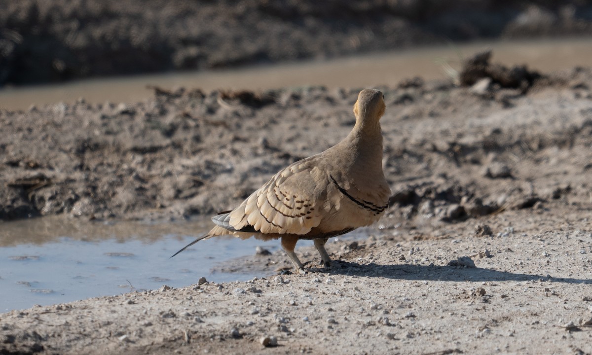Chestnut-bellied Sandgrouse - ML638125904