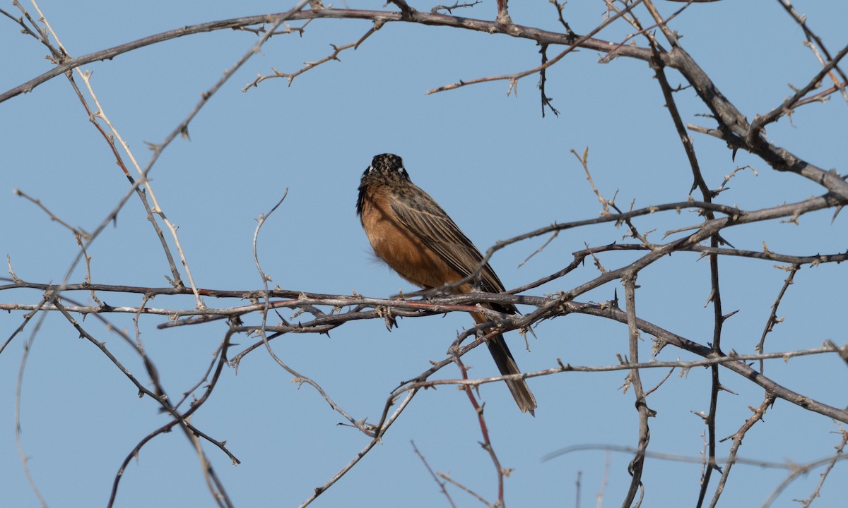 Cinnamon-breasted Bunting - ML638125916