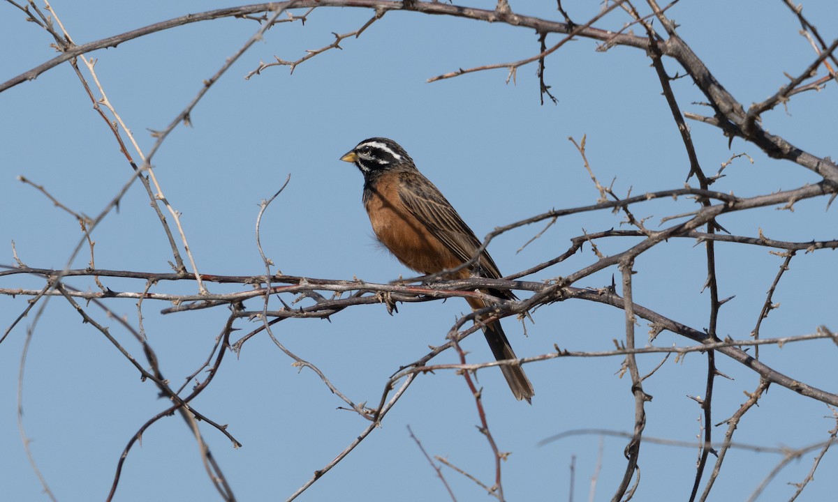 Cinnamon-breasted Bunting - ML638125917