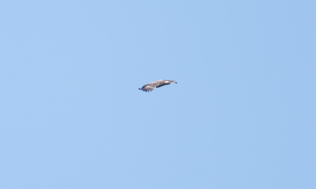 Tawny Eagle - ML638125952