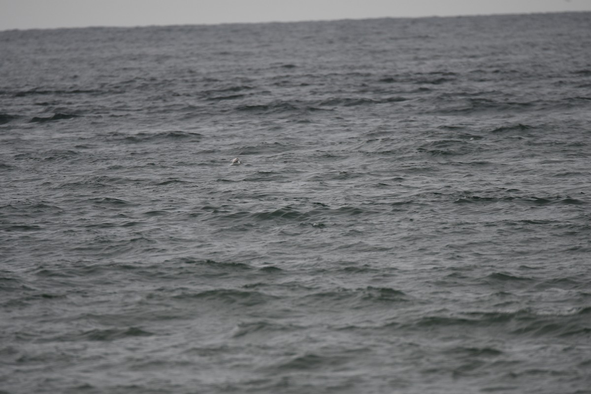 Little Gull - ML638125964