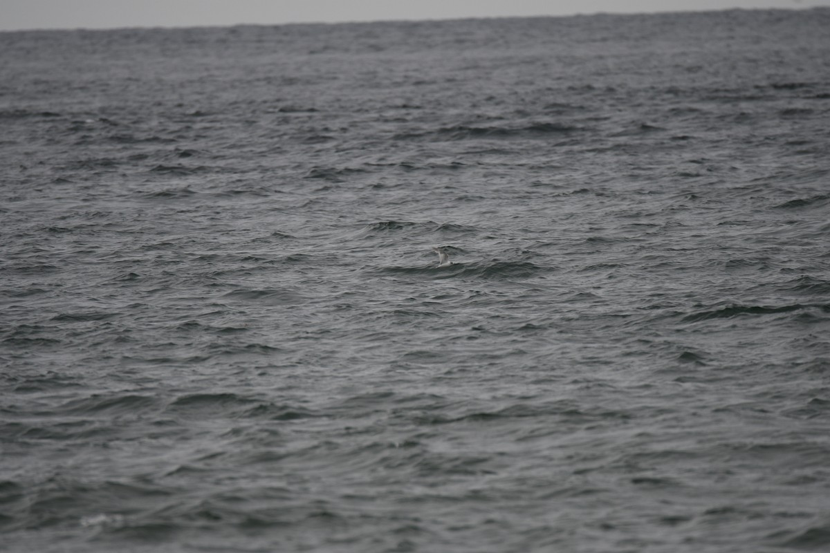 Little Gull - ML638126001