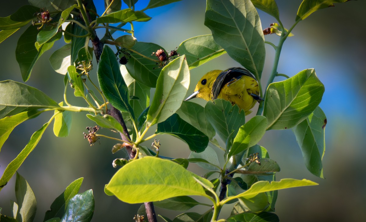 Yellow Warbler - ML638126021