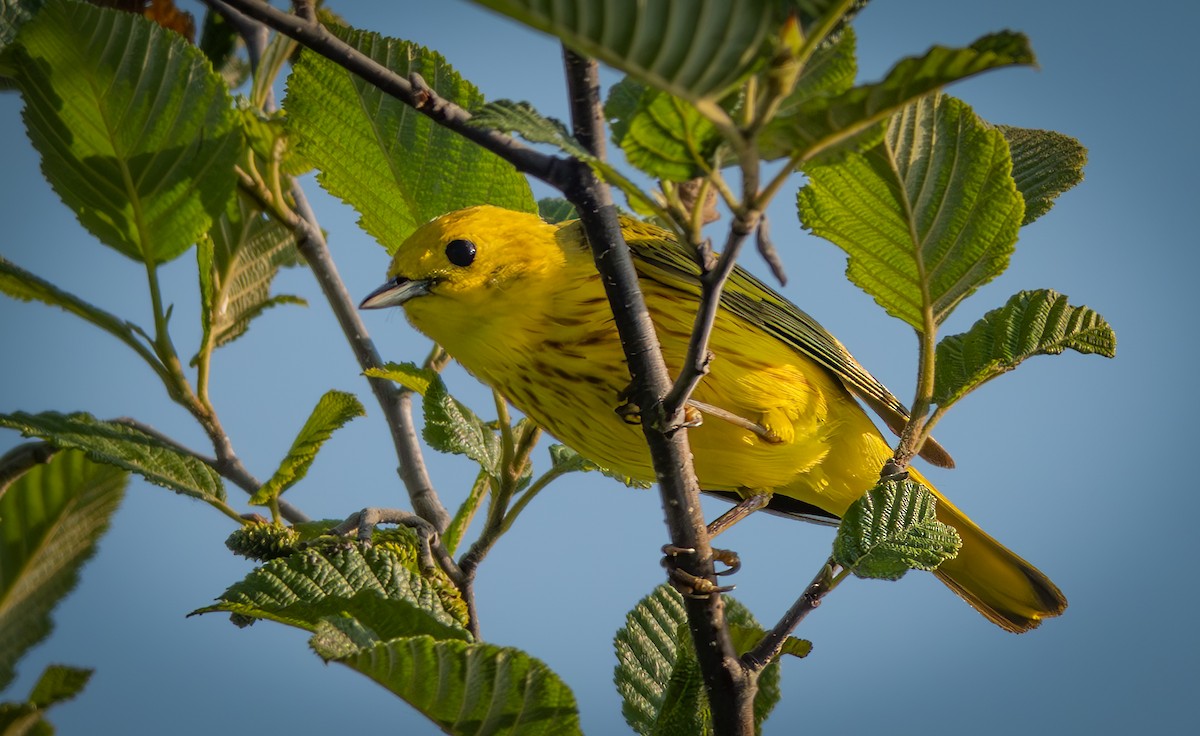 Yellow Warbler - ML638126023