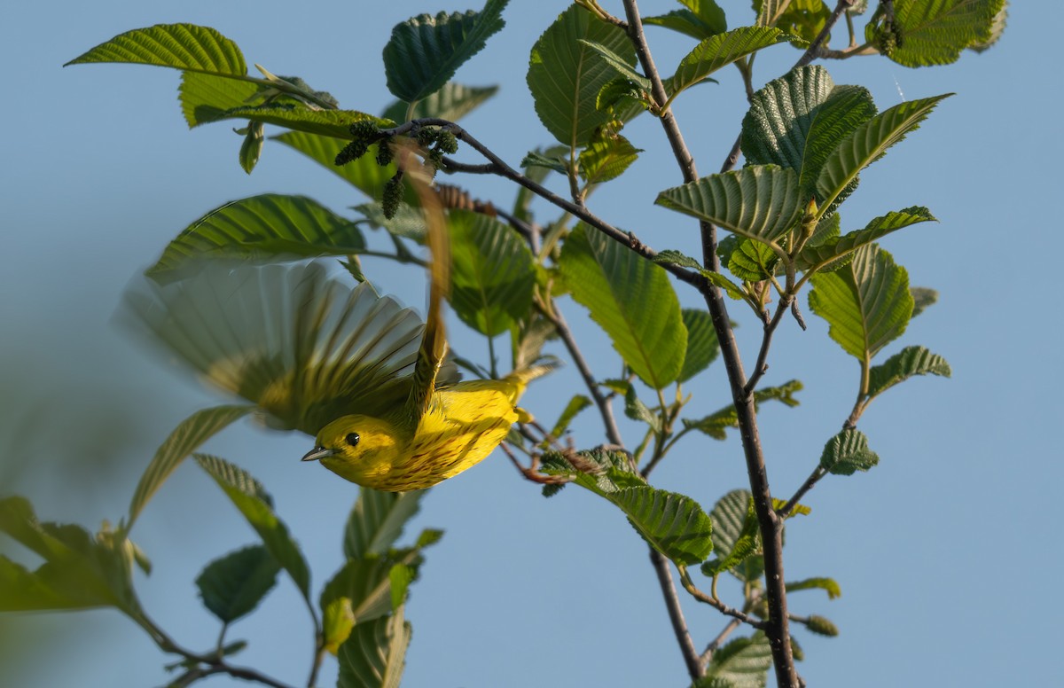 Yellow Warbler - ML638126025