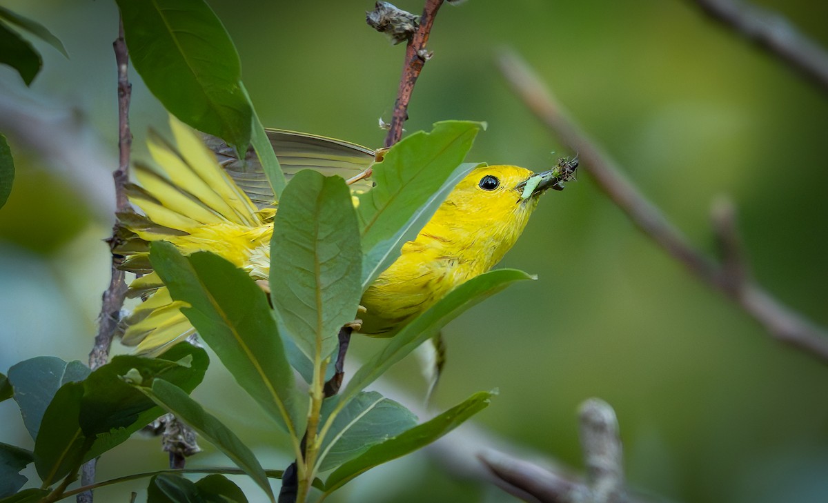 Yellow Warbler - ML638126026