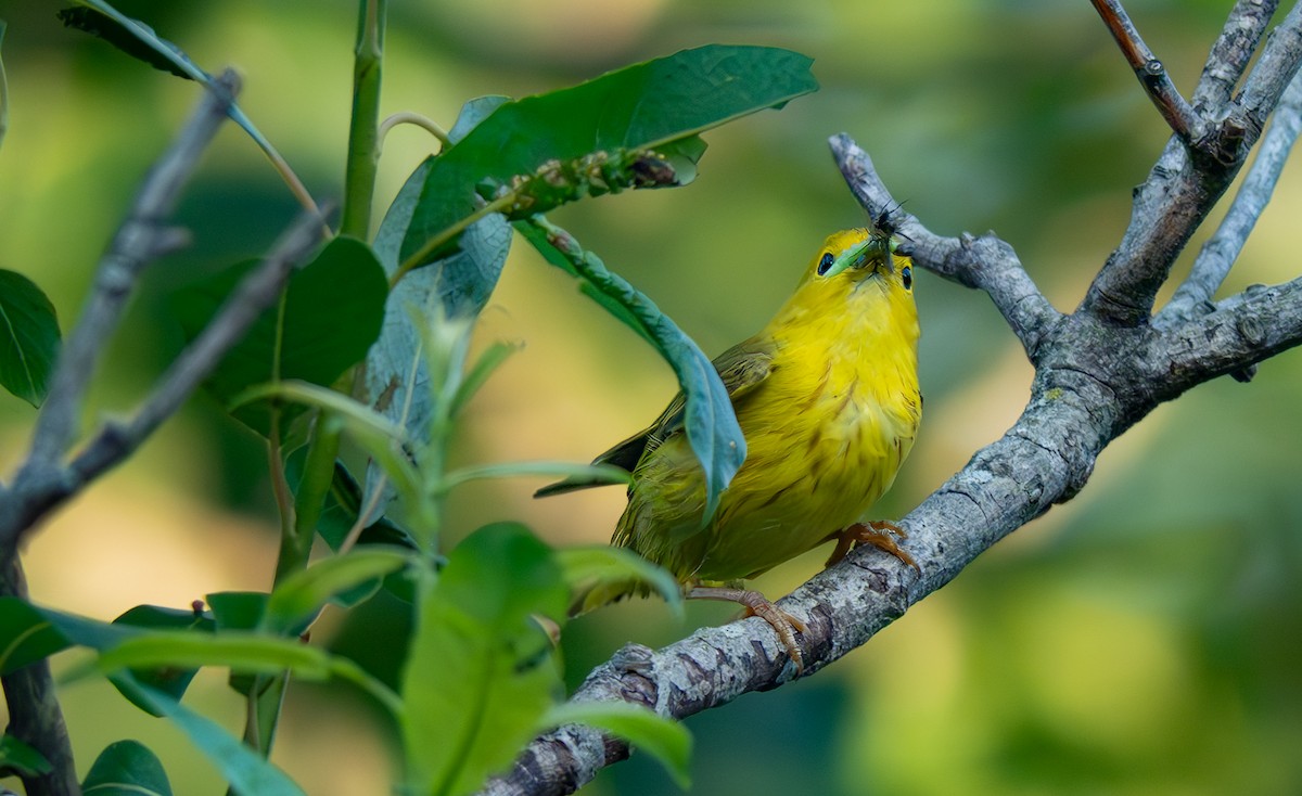 Yellow Warbler - ML638126027