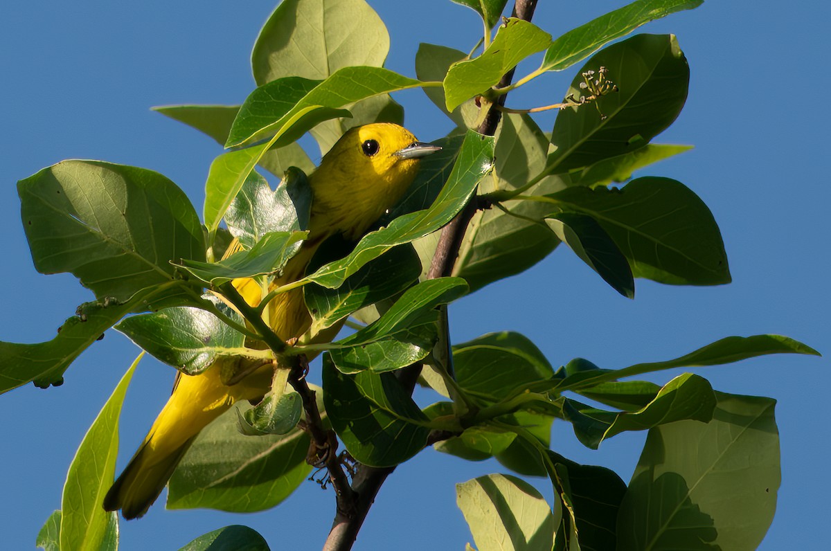Yellow Warbler - ML638126028