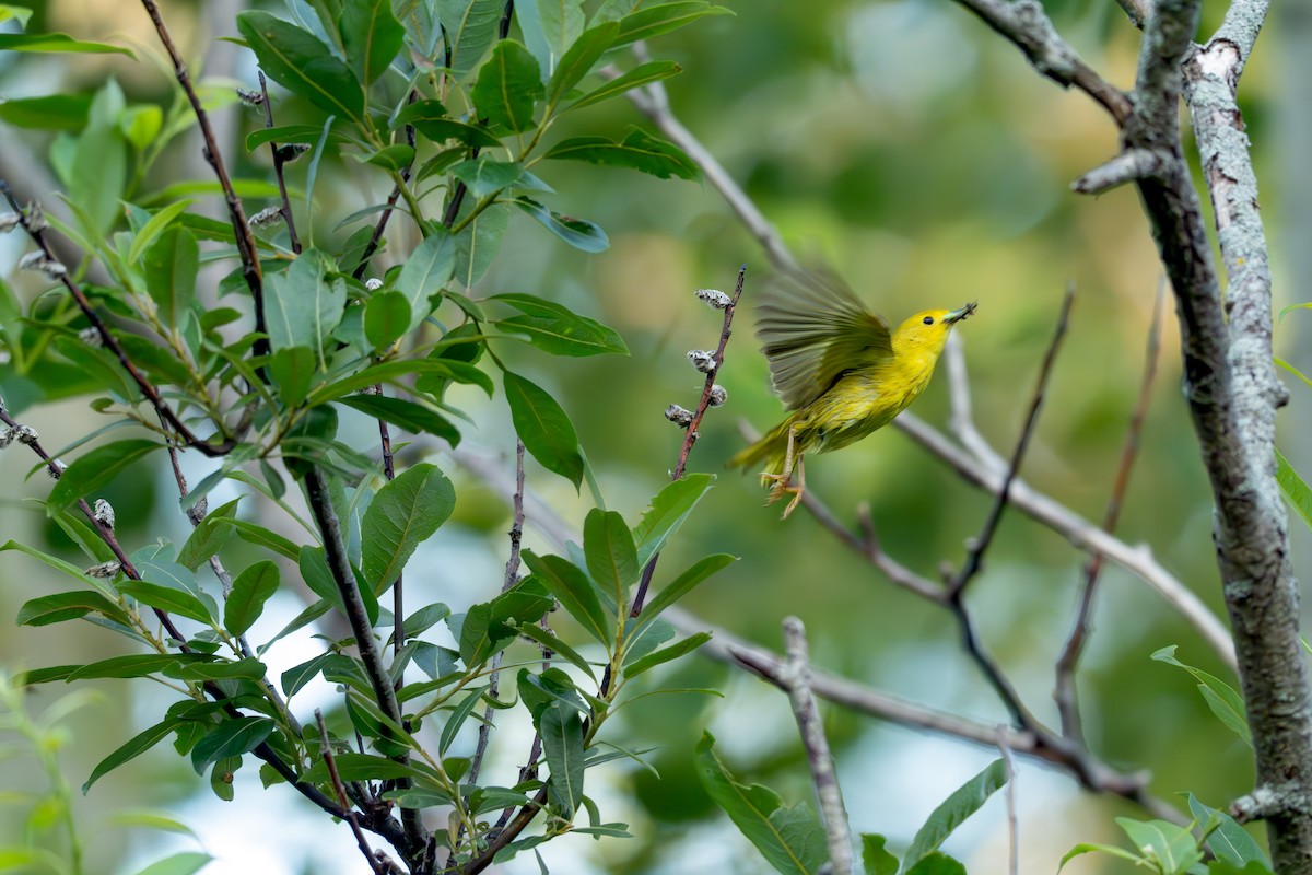 Yellow Warbler - ML638126029