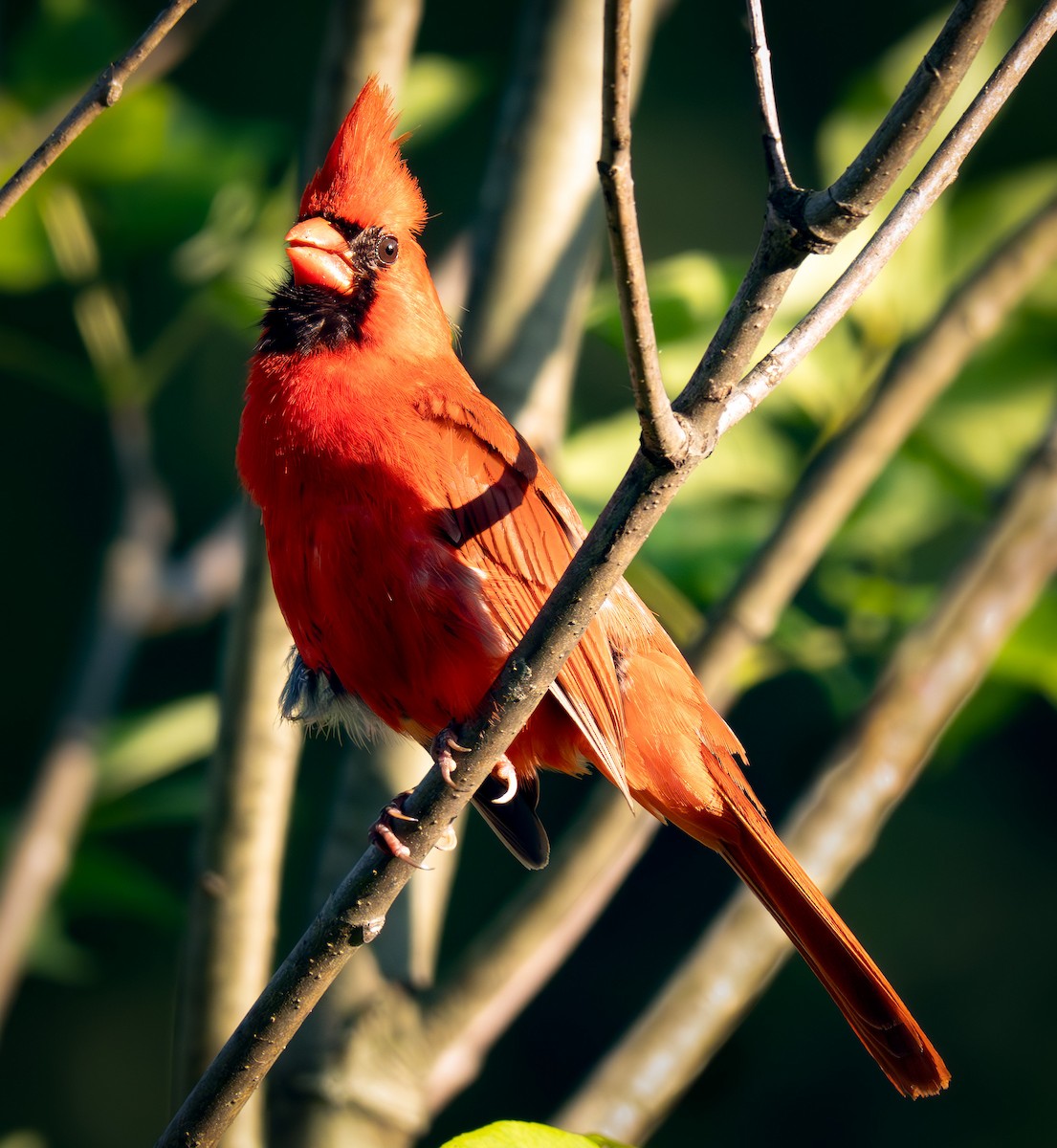 Northern Cardinal - ML638126039