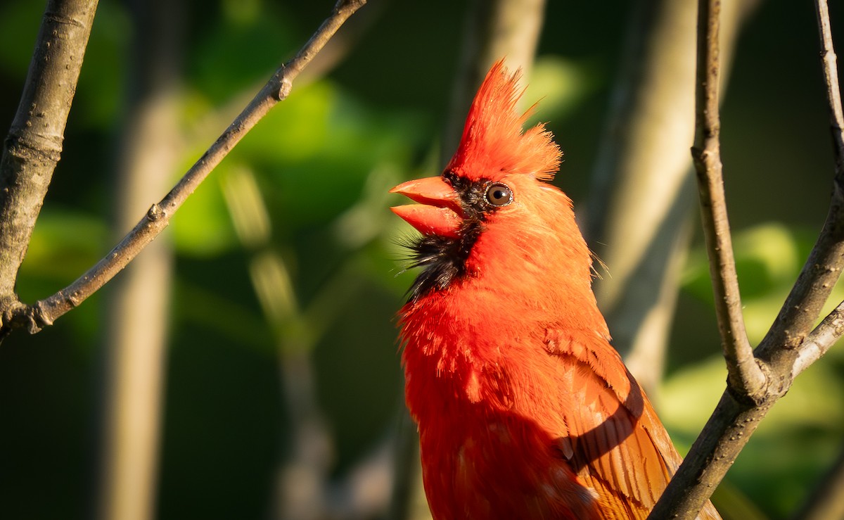 Northern Cardinal - ML638126040