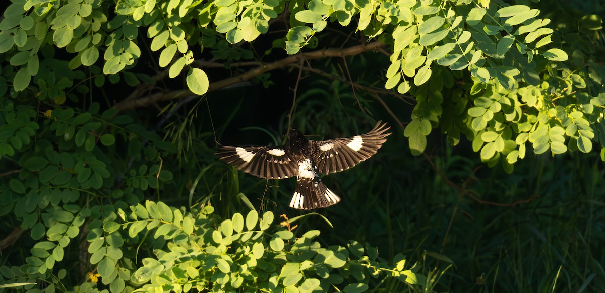 Rose-breasted Grosbeak - ML638126049