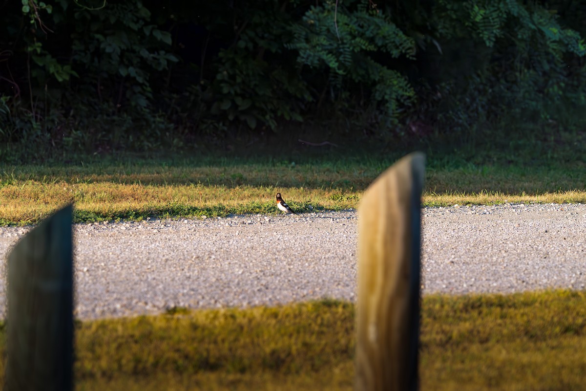 Rose-breasted Grosbeak - ML638126050