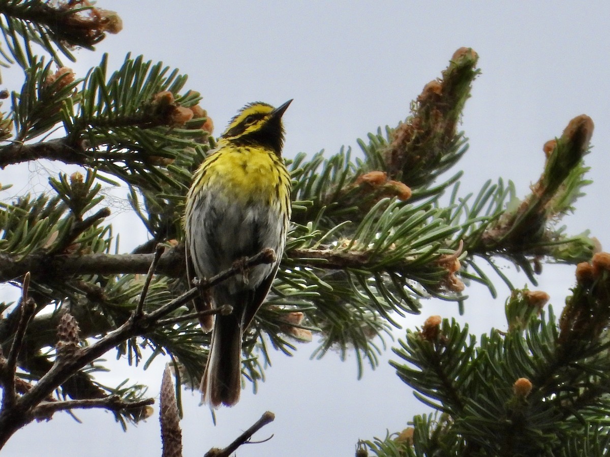 Townsend's Warbler - ML638126133