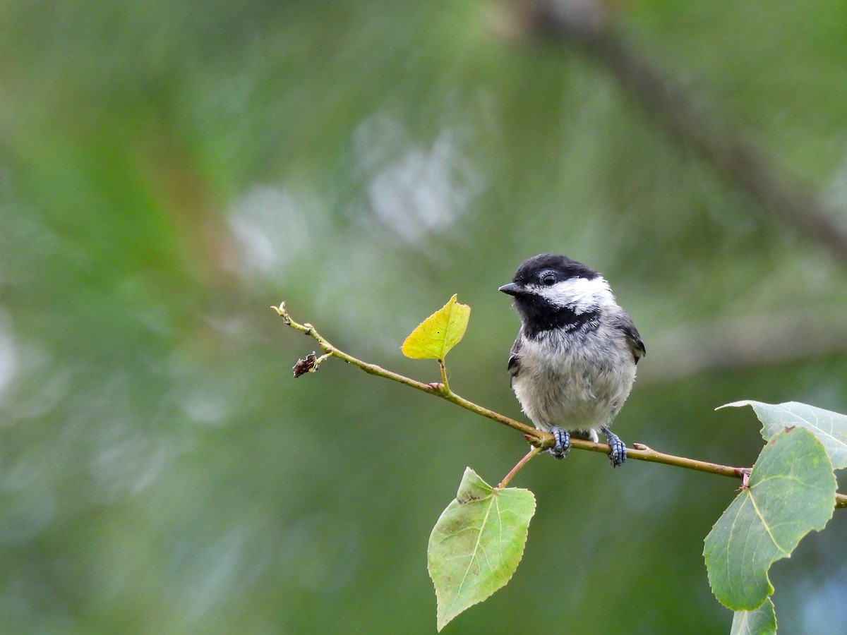 Black-capped Chickadee - ML638126144