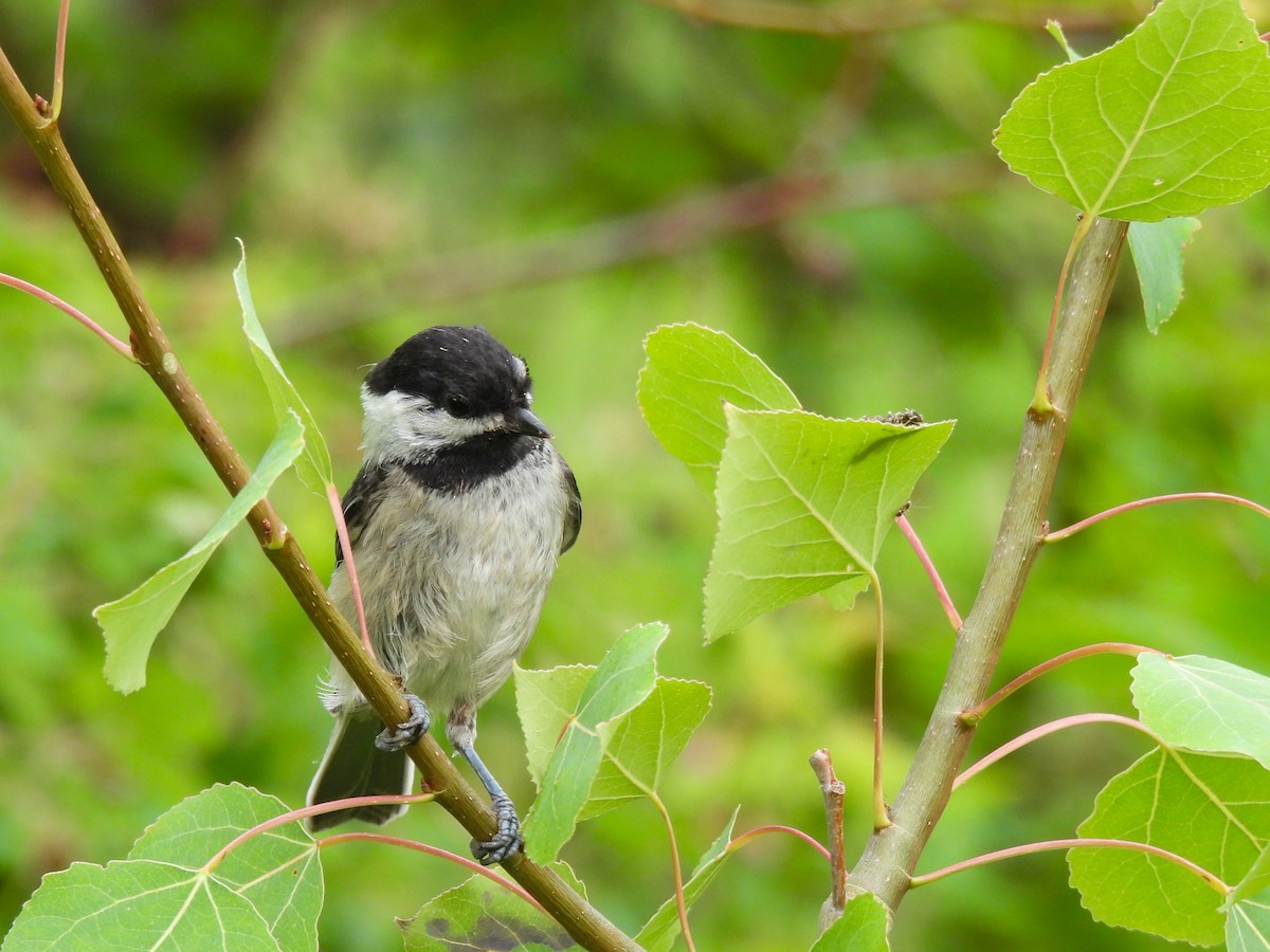 Black-capped Chickadee - ML638126145
