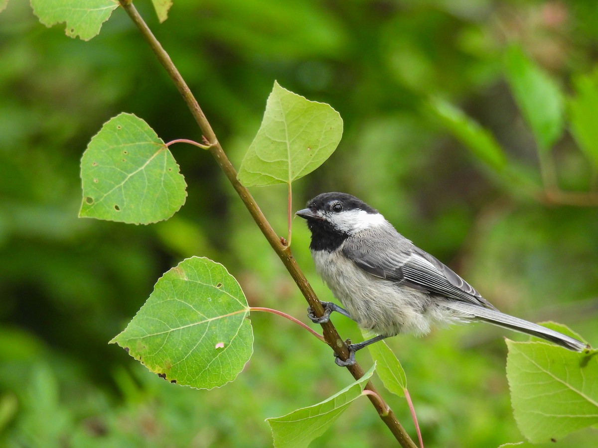 Black-capped Chickadee - ML638126146