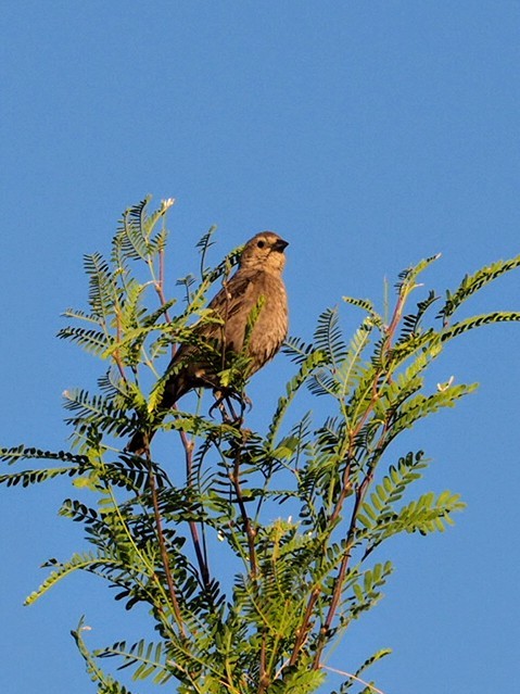 Varied Bunting - ML638126150