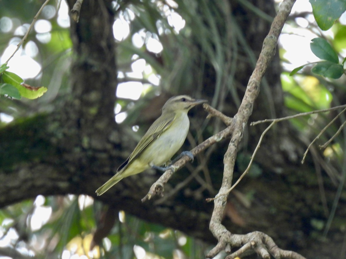 Black-whiskered Vireo - ML638126164
