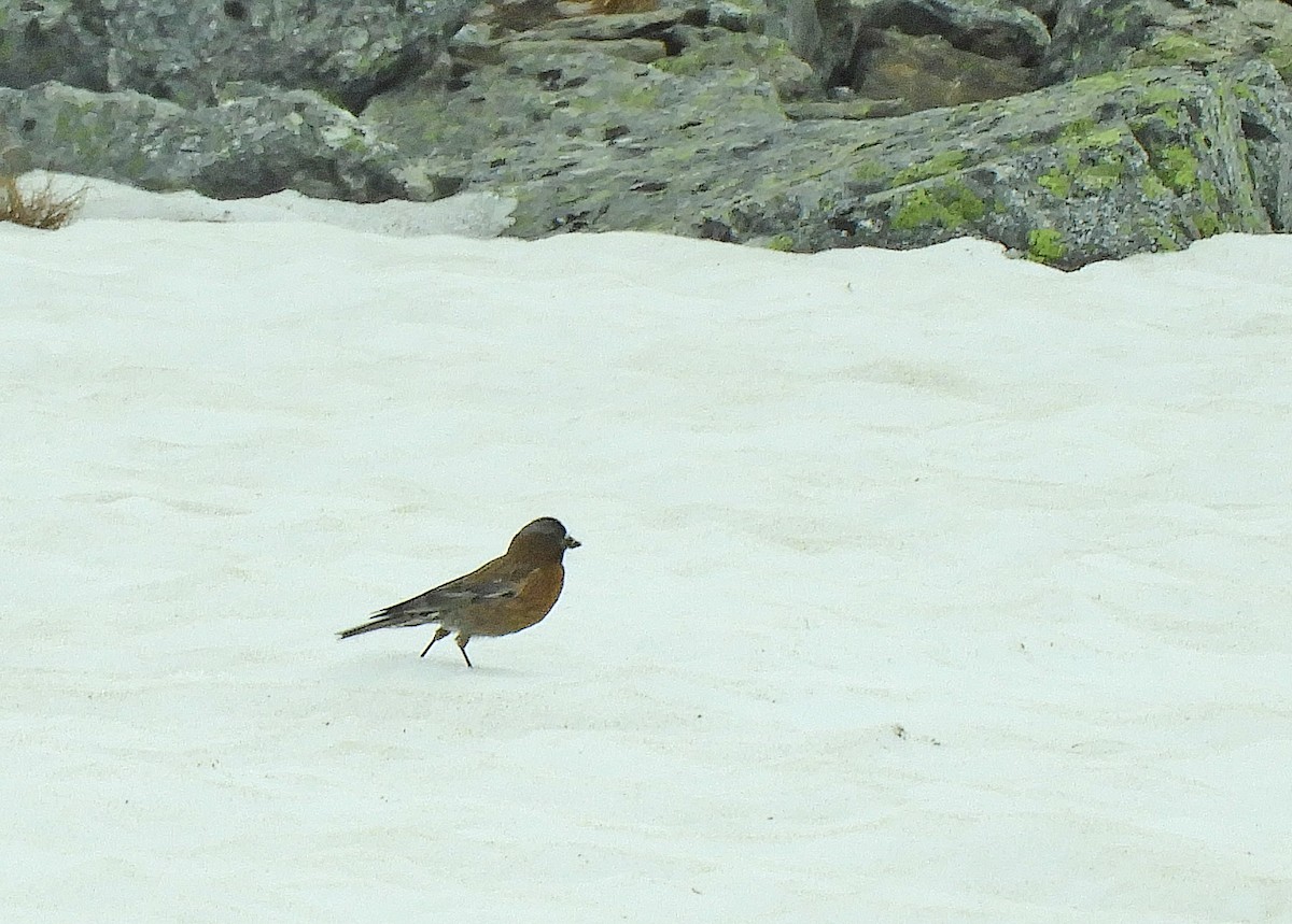 Gray-crowned Rosy-Finch - ML638126182