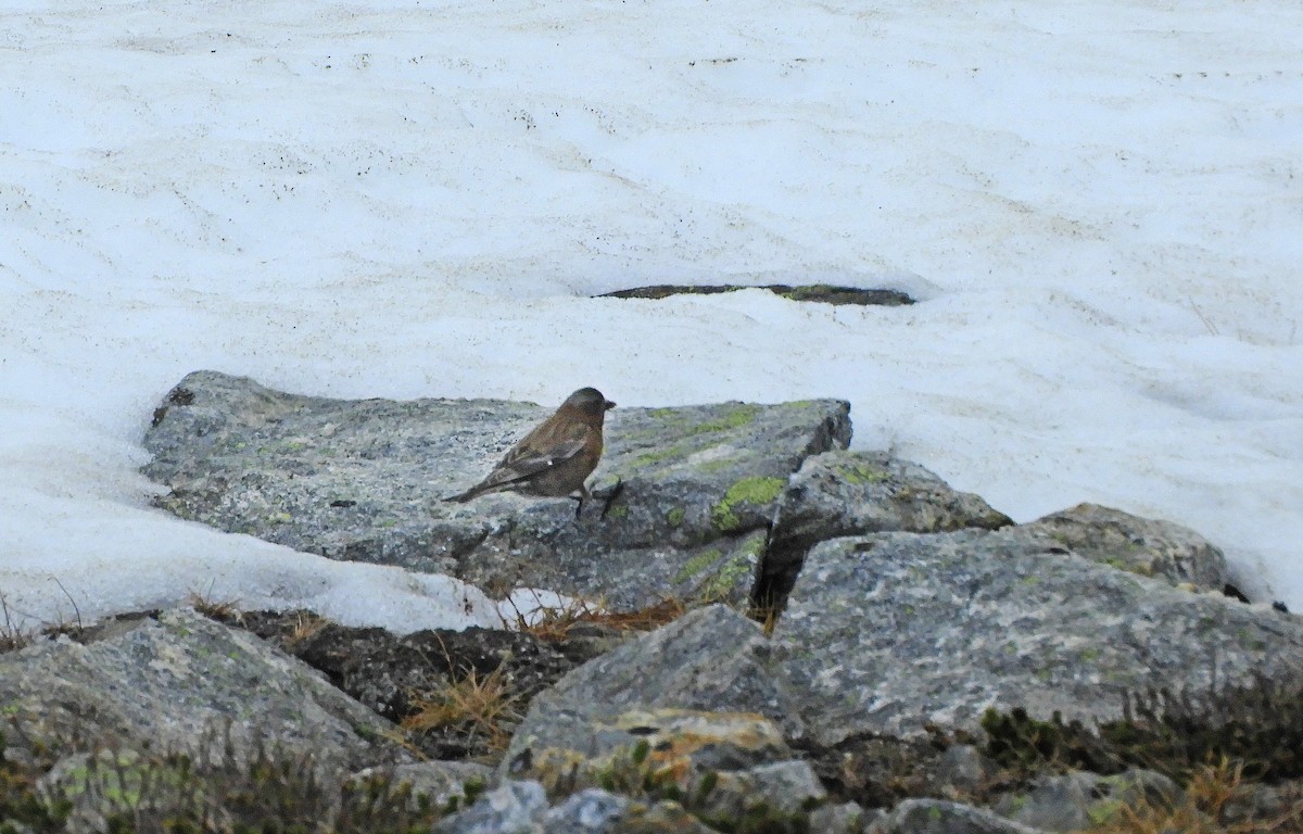 Gray-crowned Rosy-Finch - ML638126184