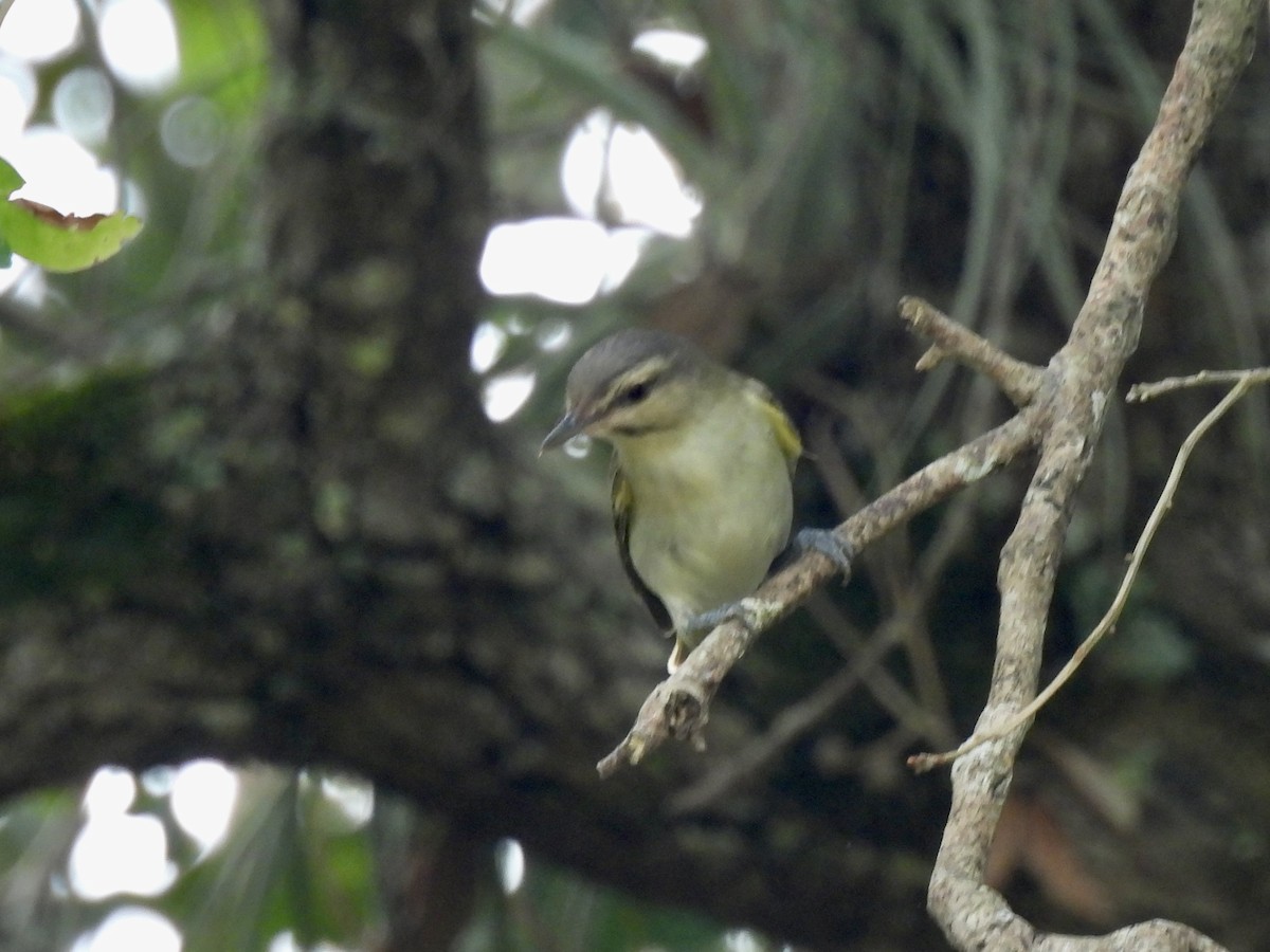 Black-whiskered Vireo - ML638126185