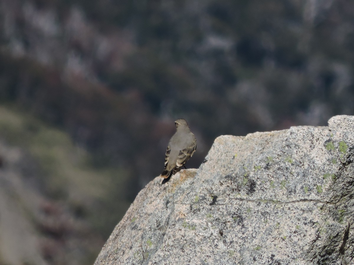 Rufous-banded Miner - ML638126187