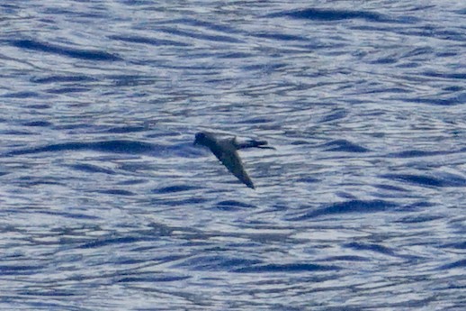 Pincoya Storm-Petrel - ML638126200