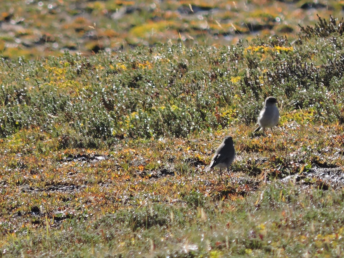 Dark-faced Ground-Tyrant - ML638126234