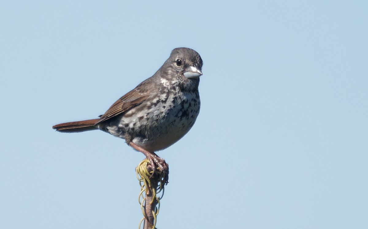Fox Sparrow (Thick-billed) - ML638126257