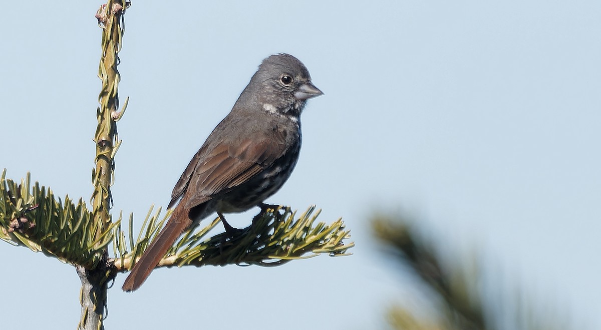 Fox Sparrow (Thick-billed) - ML638126258