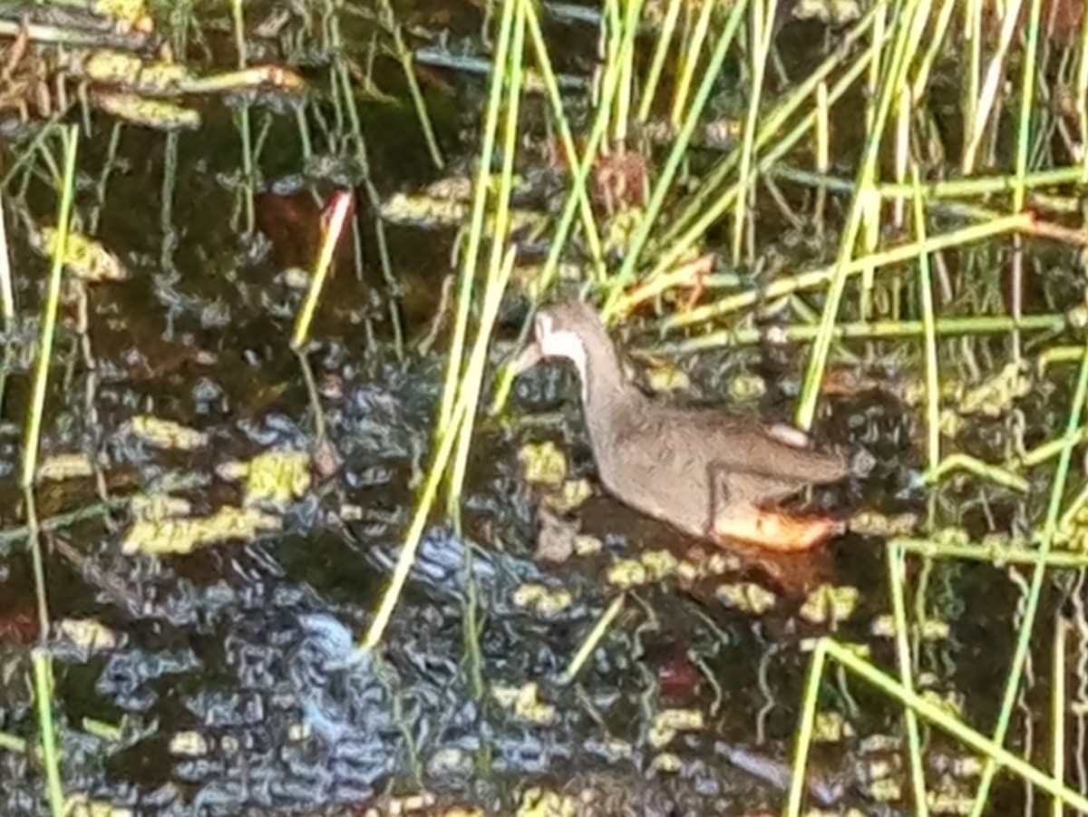 White-breasted Waterhen - ML638126321