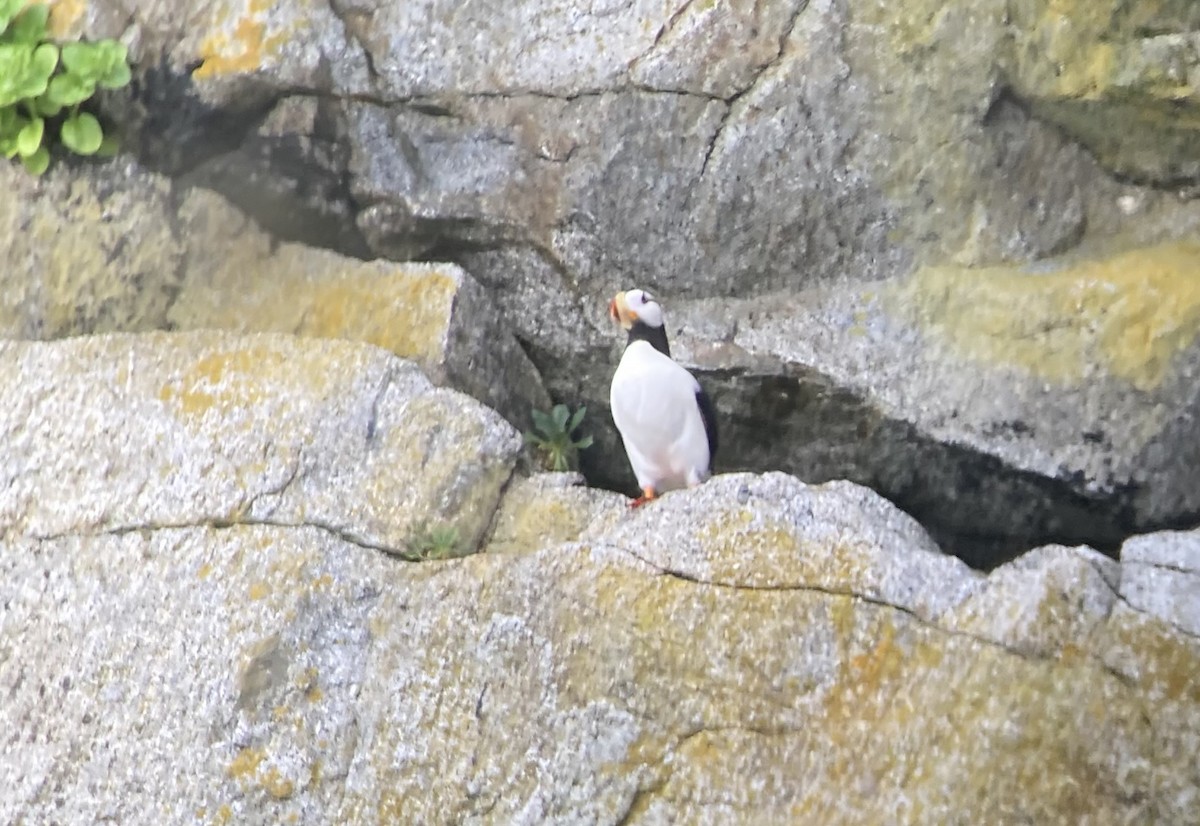 Horned Puffin - ML638126353