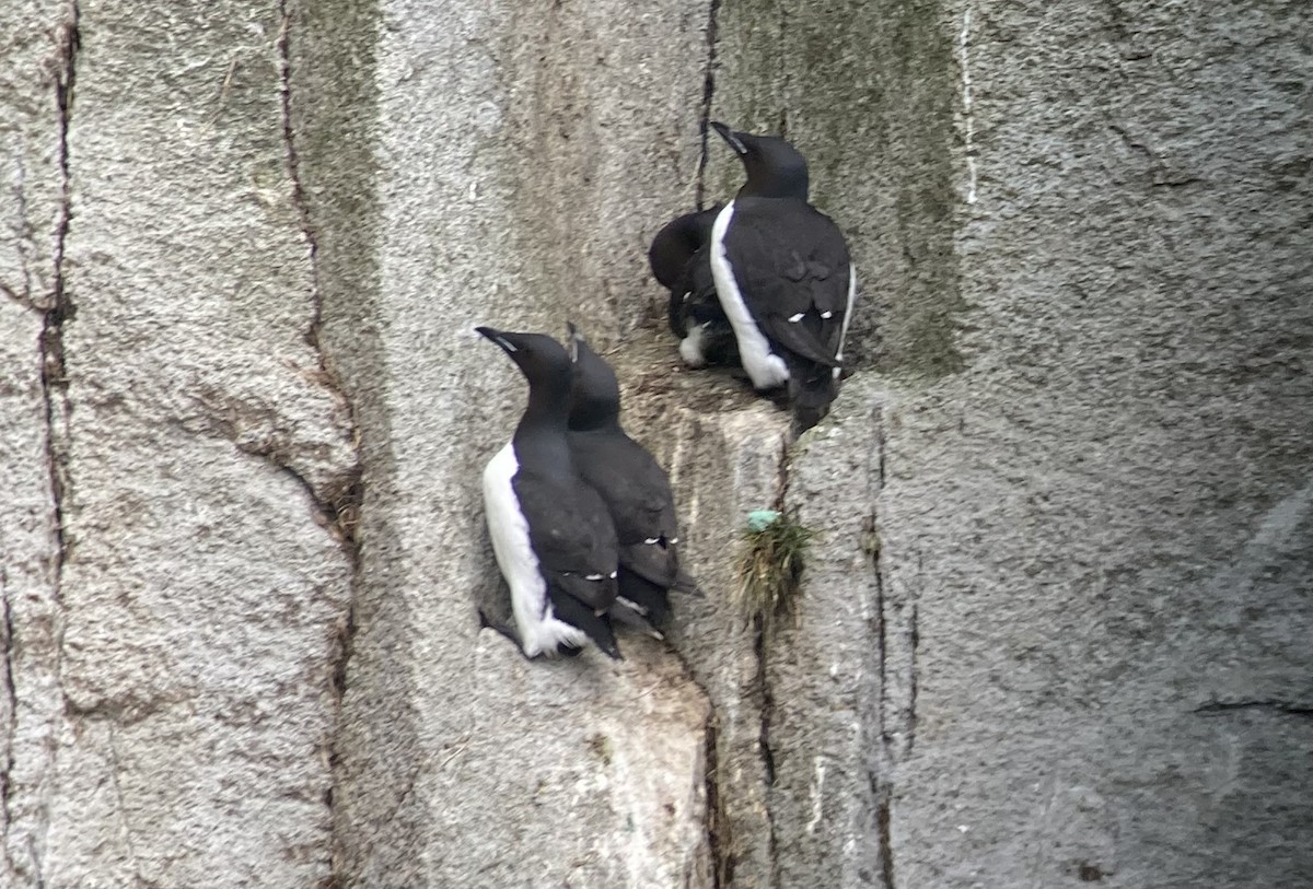 Thick-billed Murre - ML638126367
