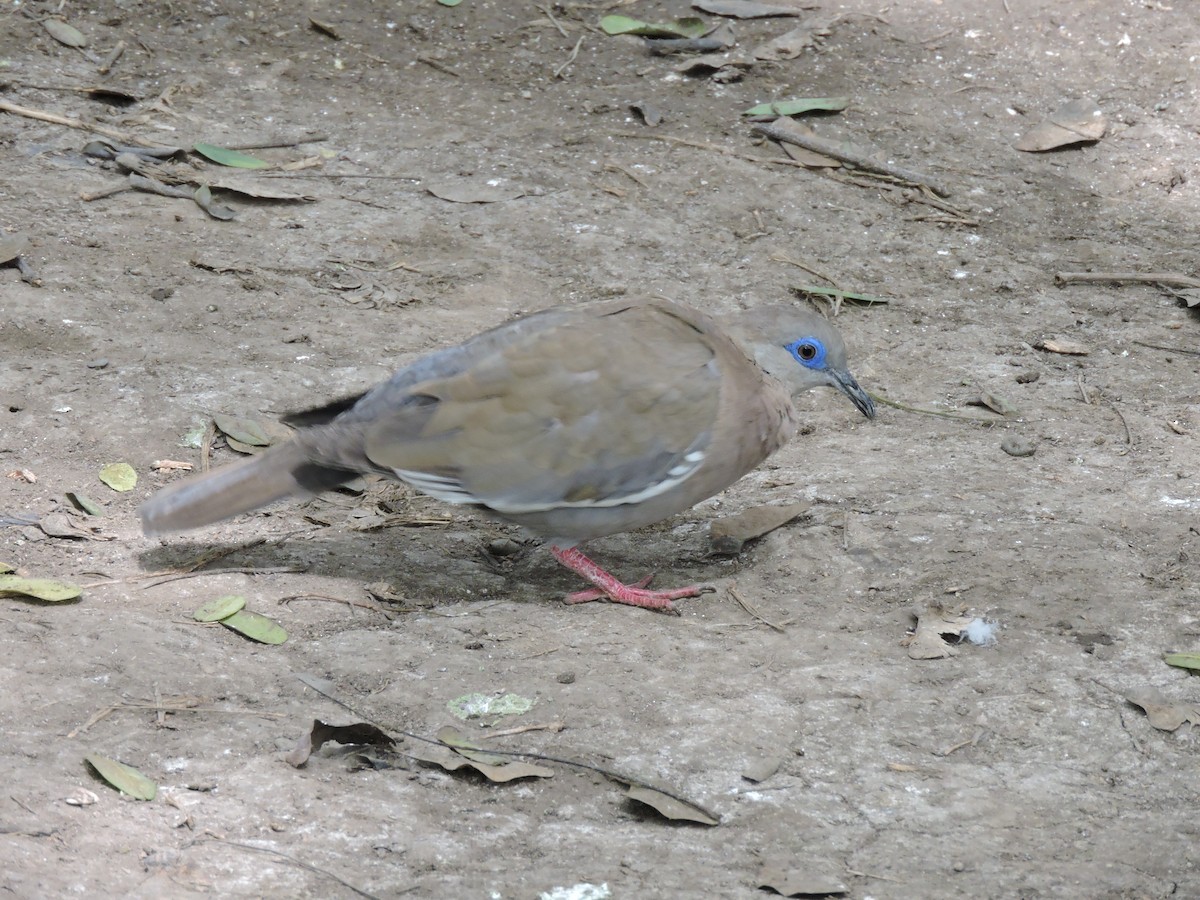West Peruvian Dove - ML638126368