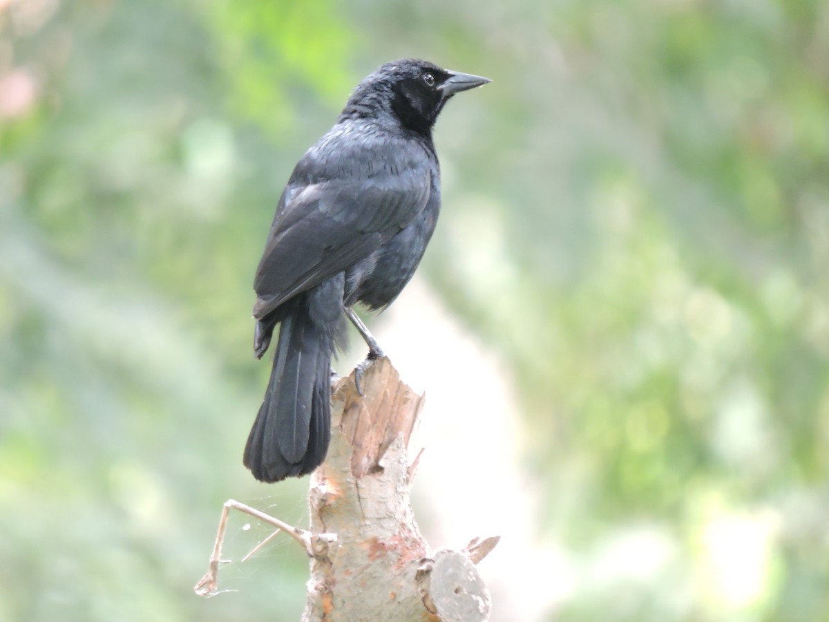 Scrub Blackbird - ML638126410