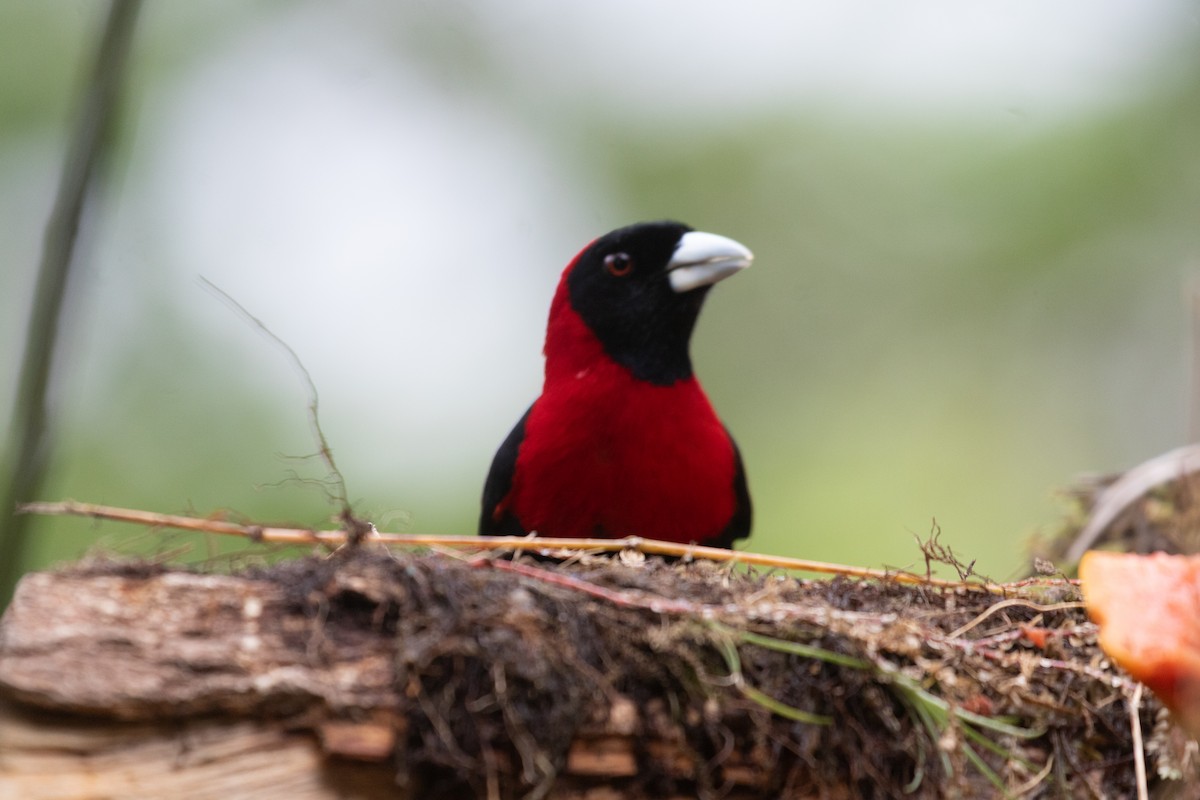 Crimson-collared Tanager - ML638126429