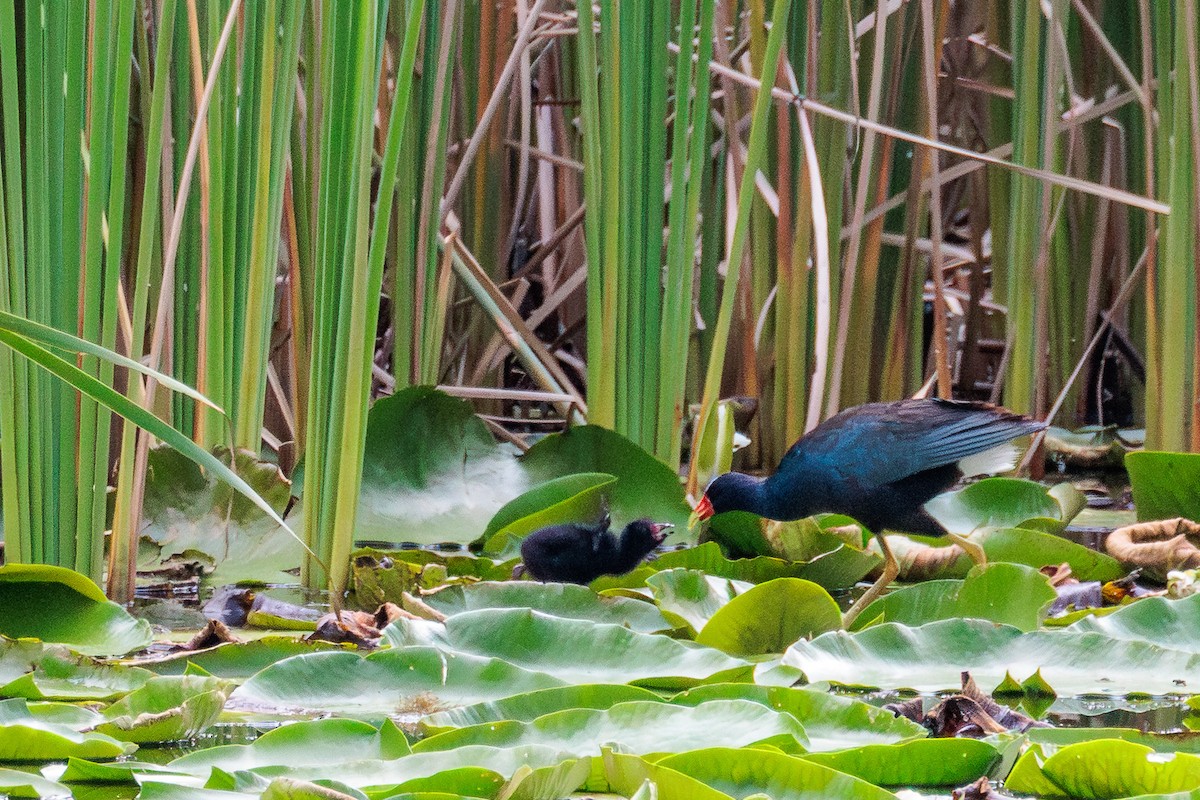 Purple Gallinule - ML638126462