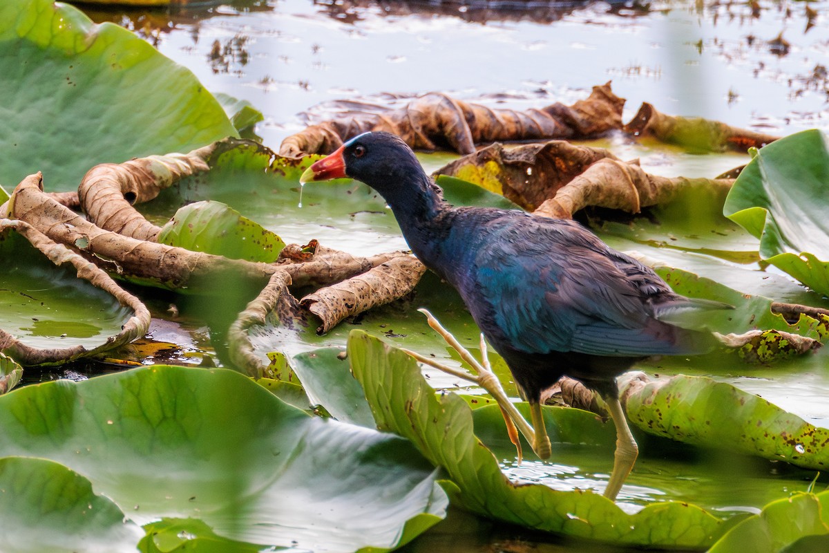 Purple Gallinule - ML638126463