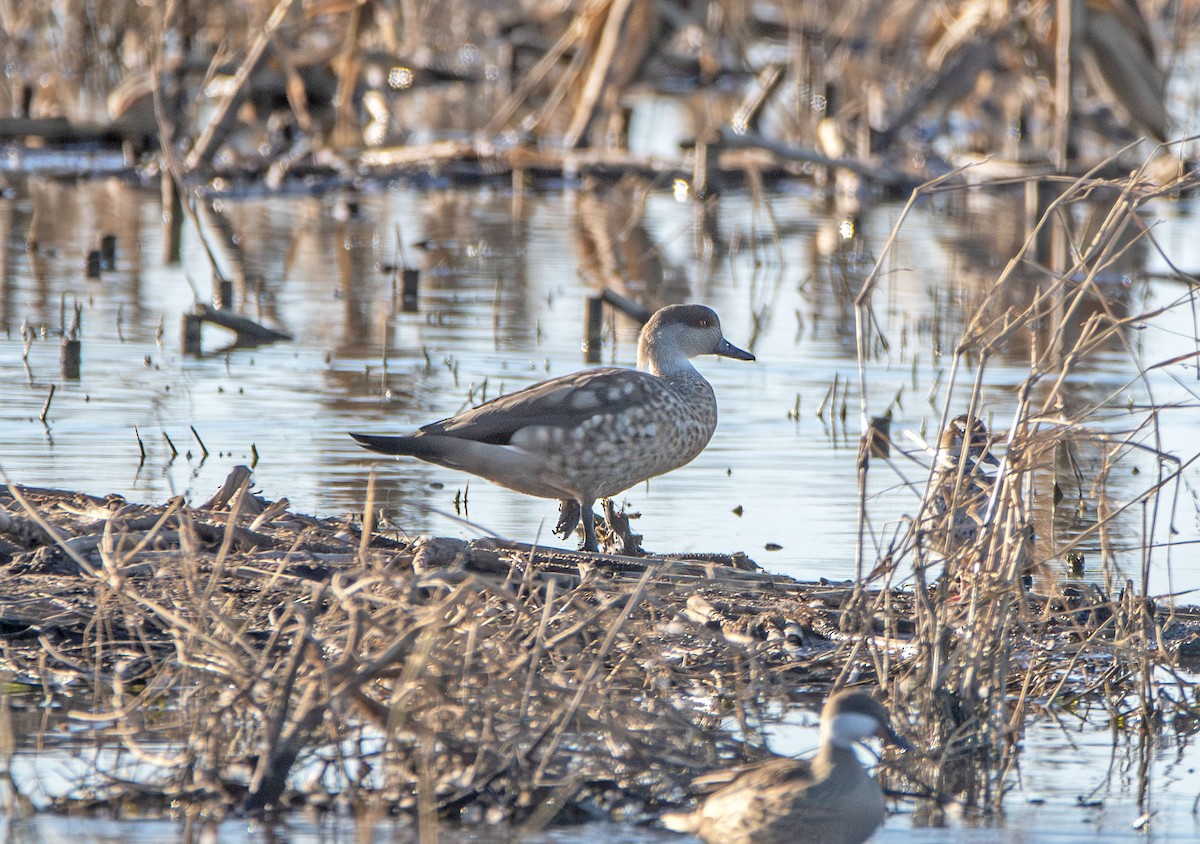 Crested Duck - ML638126481