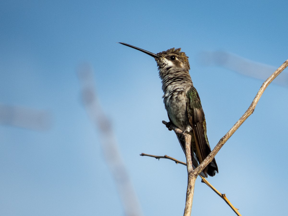 Plain-capped Starthroat - ML638126484