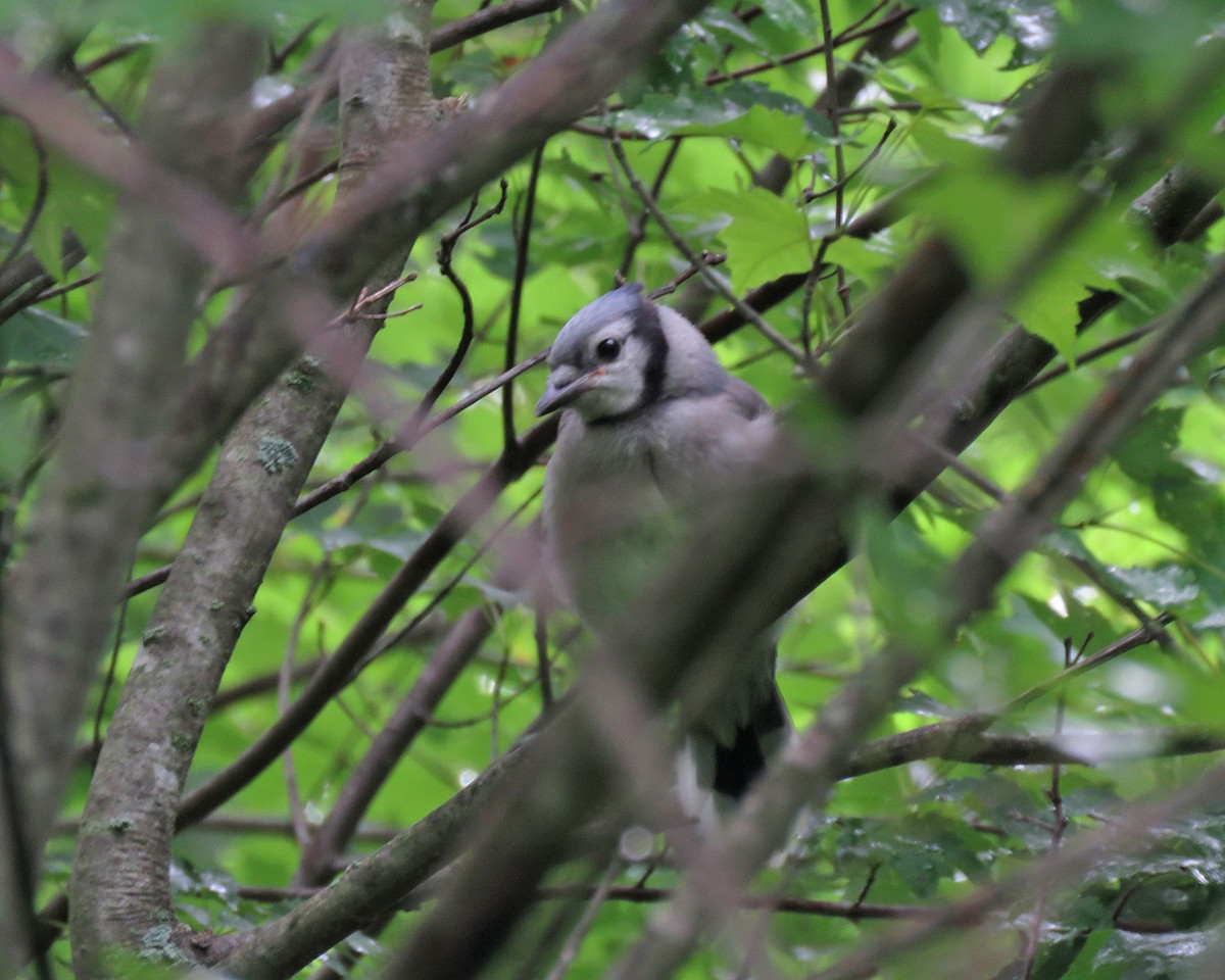 Blue Jay - ML638126494